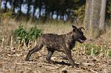 BOUVIER DES ARDENNES 293